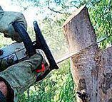 Best Lawn Pest Prevention  in Plant City, FL