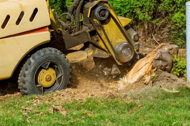Best Sod Installation  in Plant City, FL