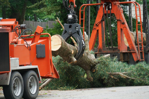 How Our Tree Care Process Works  in  Plant City, FL