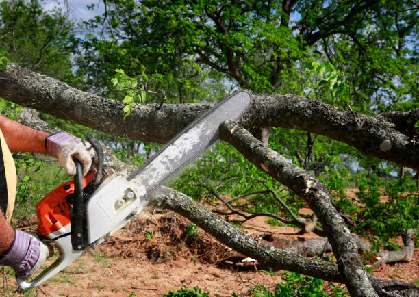 How Our Tree Care Process Works  in  Plant City, FL